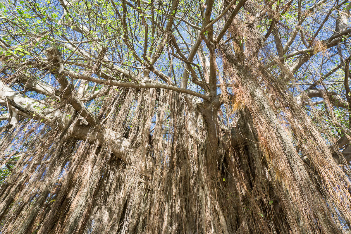 A banyan tree in Old San Juan, Puerto Rico.